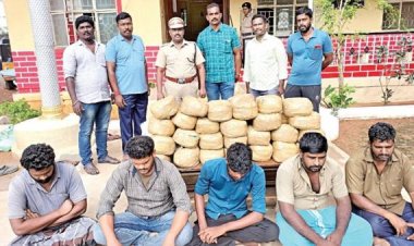 ஆந்திராவில் இருந்து கேரளாவிற்கு அடிமாடுகளுடன் 42 கிலோ கஞ்சா கடத்தல் !