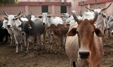 கர்நாடகா :  பா.ஜ.க அரசு காப்பாற்றிய 20,000 பசுக்கள் !